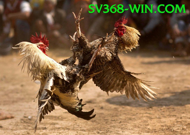 Trường Đấu Đá Gà Chuyên Nghiệp